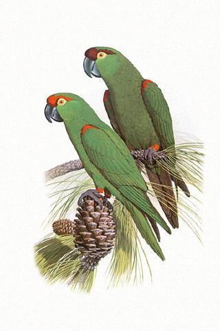 鹦鹉壁纸截图1 鹦鹉壁纸截图1