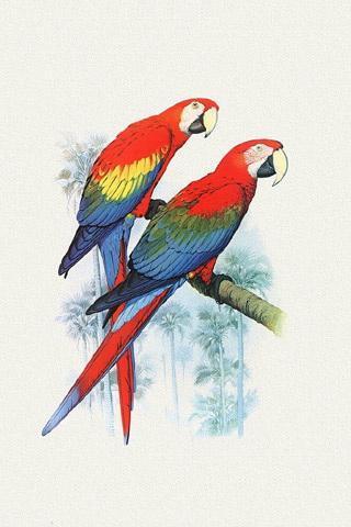 鹦鹉壁纸截图2 鹦鹉壁纸截图2